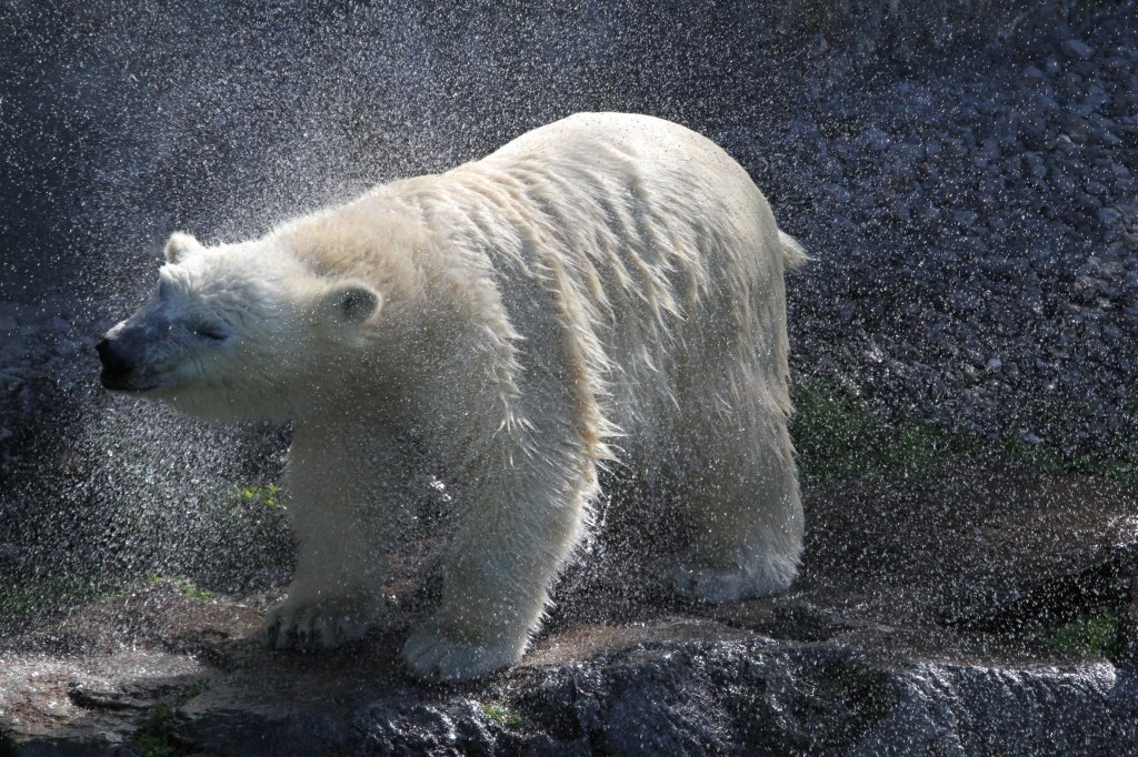 Es wird sich mal wieder das Wasser aus dem Fell geschttelt. Zoo Sauvage de Saint-Flicien,QC am 18.9.2010.