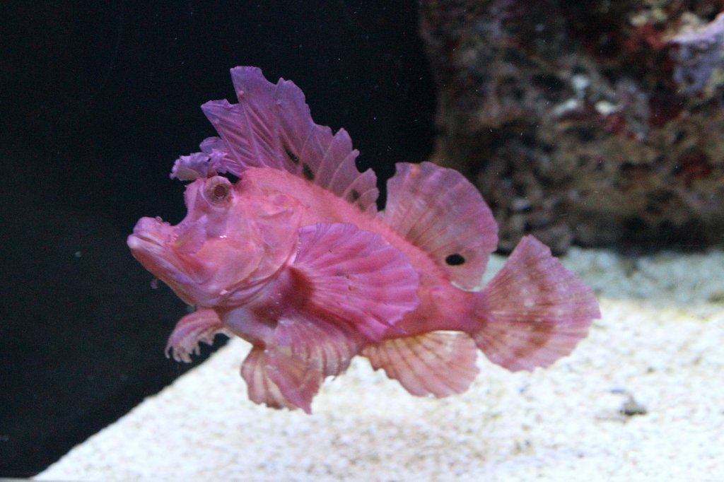 Eschmeyers Drachenkopf (Rhinopias eschmeyeri) am 12.3.2010 im Zooaquarium Berlin.