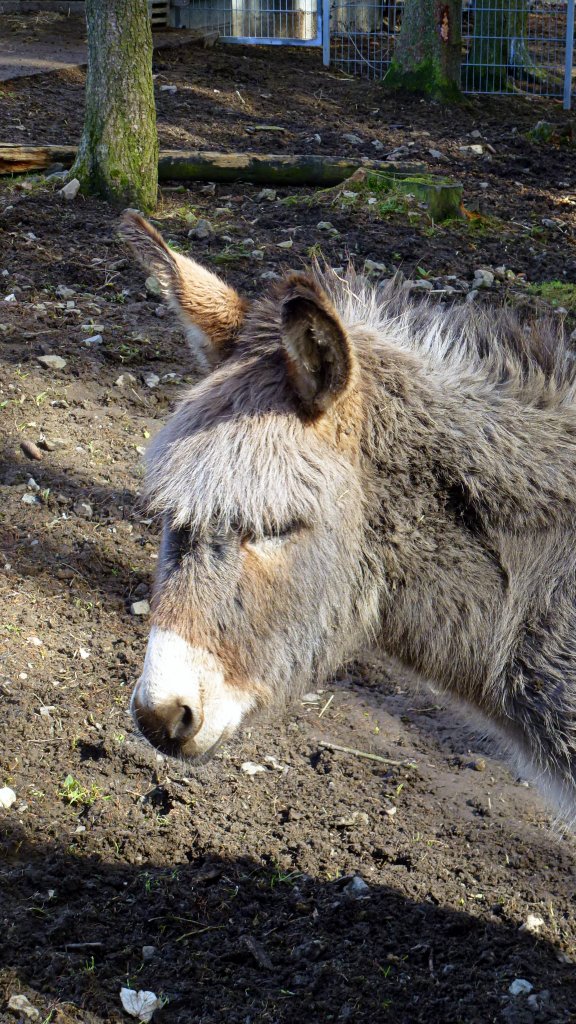 Esel im Tiergehege Zeulenroda am 12.04.13