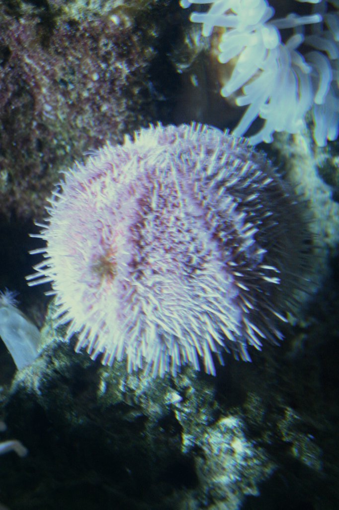 Essbarer Seeigel (Echinus esculentus) am 12.12.2009 im Zoo-Aquarium Berlin.