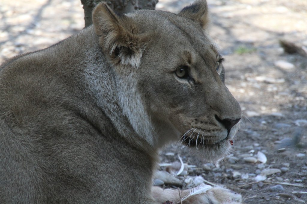 Etoscha-Lwe oder auch Kalahari-Lwe (Panthera leo) am 19.3.2010 im Zoo Basel.
