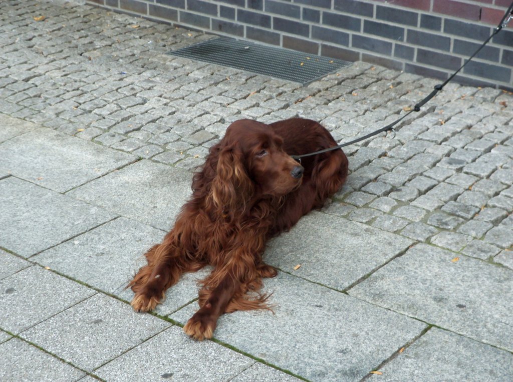 Etwas Grer  Hund wartet brav auf sein Herrchen oder Frauchen. Foto vom 13.10.2010. 