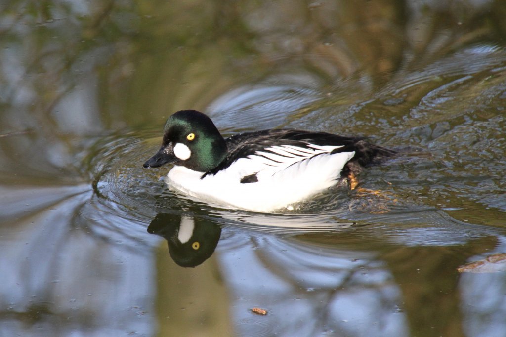 Eurasische Schellente (Bucephala clangula clangula) im Tierpark Berlin.
 
