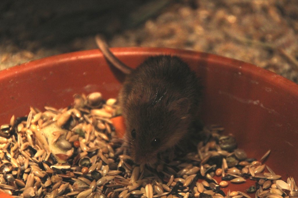 Eurasische Zwergmaus (Micromys minutus) am 9.2.2010 im Zoo Karlsruhe.
 
