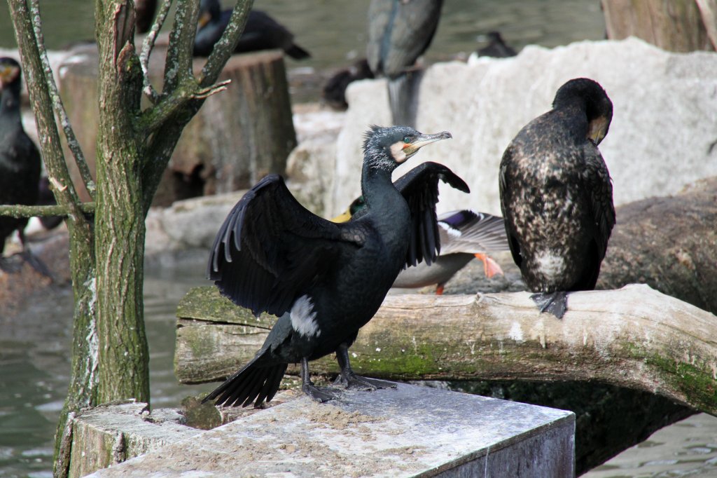 Eurasischer Kormoran (Phalacrocorax carbo sinensis) trocknet seine Flgel in der Sonne. Zoo Berlin  am 25.2.2010.
