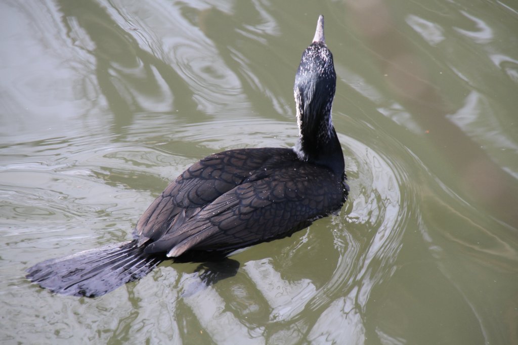 Eurasischer Kormoran (Phalacrocorax carbo sinensis) beim Schwimmen. Schn zu sehen ist, dass der Schwanz, anders als bei Enten unter Wasser ist. Zoo Berlin am 11.3.2010.