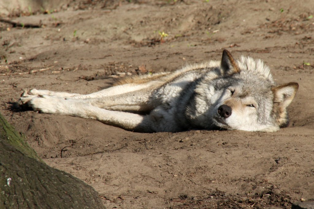 Eurasischer Wolf (Canis lupus lupus) im Tierpark Berlin.
 
