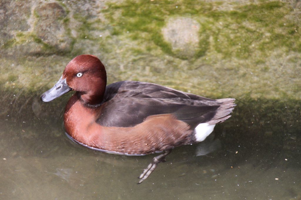 Europische Moorente (Aythya nyroca) am 14.4.2010 im Vogelpark Dielheim-Balzefld.