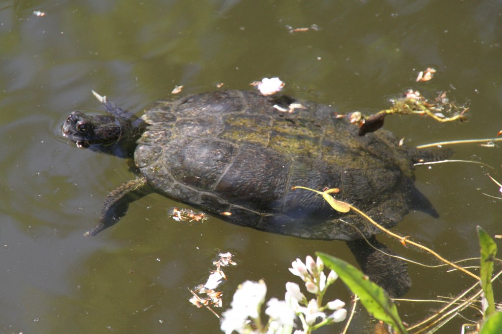 Europische Sumpfschildkrte (Emys orbicularis) am 26.4.2010 im Vogelpark Stutensee-Friedrichstal.