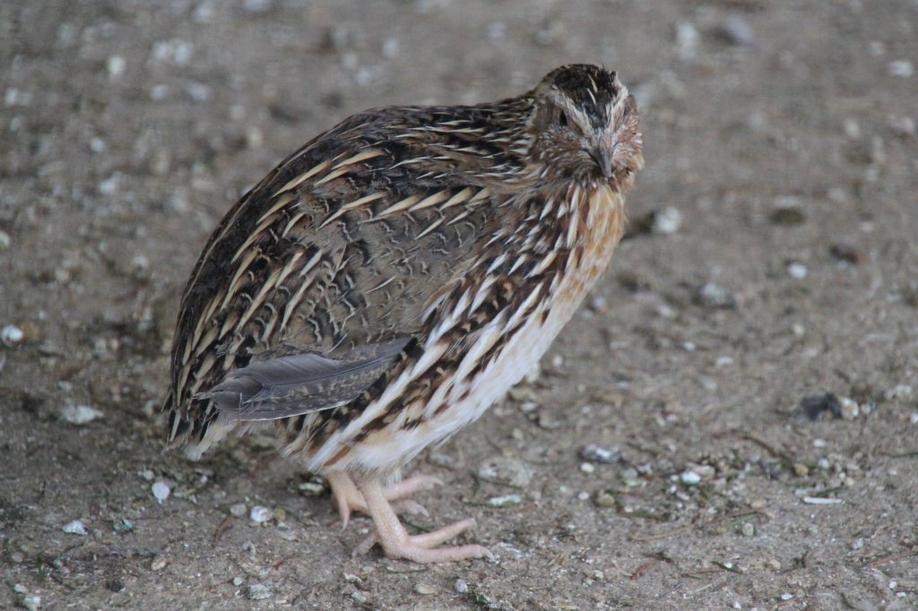 Europische Wachtel (Coturnix coturnix coturnix) am 14.4.2010 im Vogelpark Dielheim-Balzfeld.