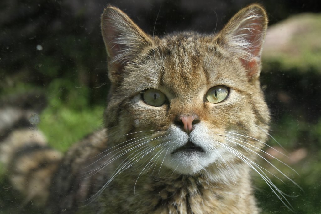 Europische Wildkatze (Felis silvestris silvestris) im Tierpark Berlin.