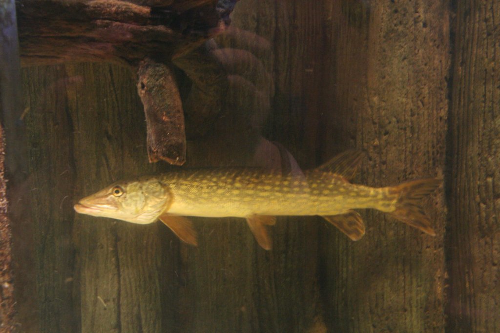 Europischer Hecht (Esox lucius) am 10.1.2010 im  Sea Life Berlin.