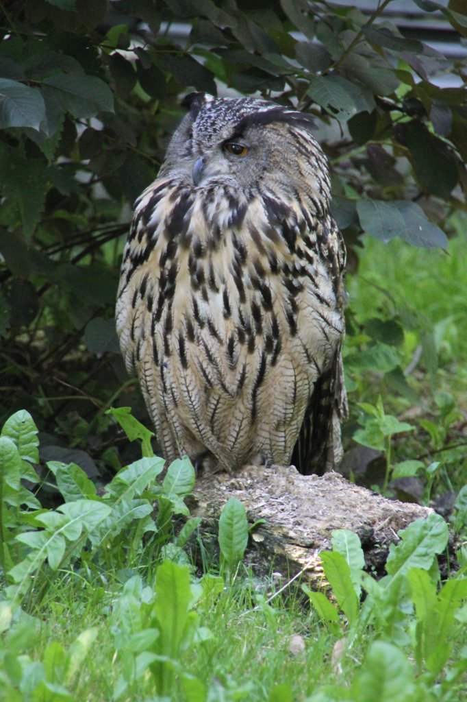 Europischer Uhu (Bubo bubo bubo) am 4.6.2010 auf dem Mundenhof.