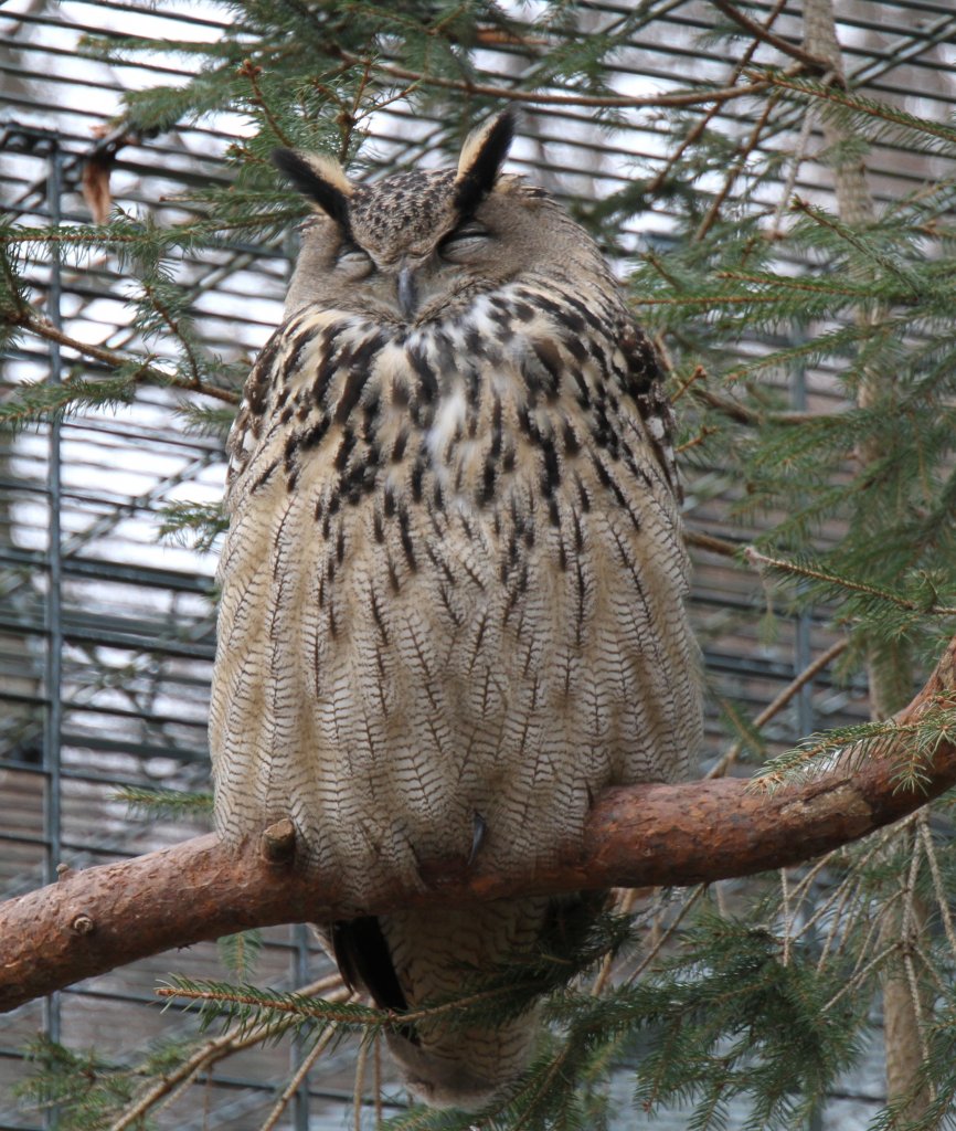 Europischer Uhu (Bubo bubo bubo) am 9.2.2010 im Zoo Karlsruhe.
