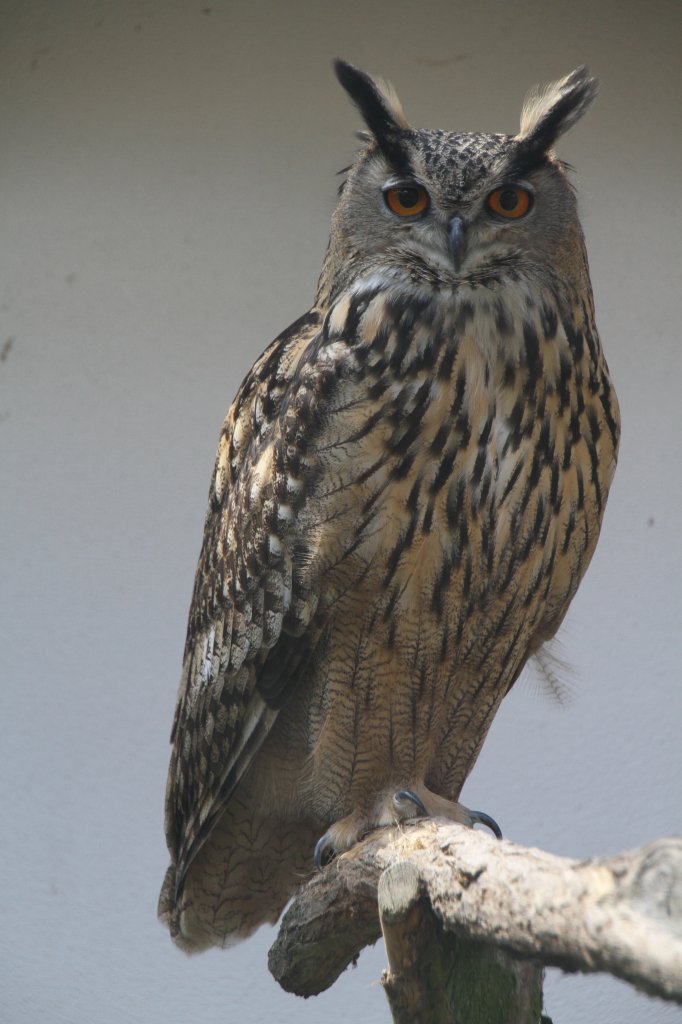 Europischer Uhu (Bubo bubo bubo) am 26.4.2010 im Vogelpark Stutensee-Friedrichstal.