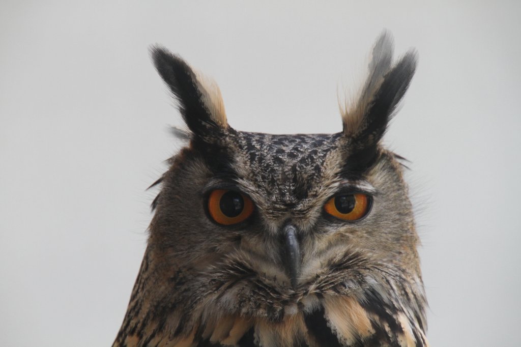 Europischer Uhu (Bubo bubo bubo) am 26.4.2010 im Vogelpark Stutensee-Friedrichstal.