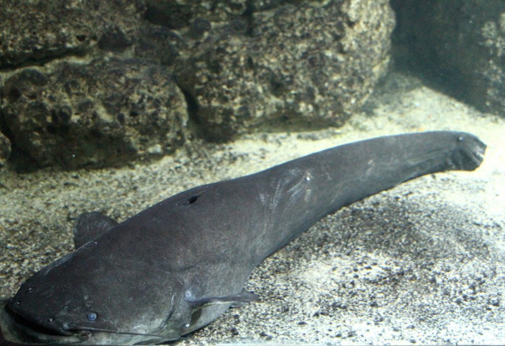 Europischer Wels (Silurus glanis) am 12.3.2010 im Zooaquarium Berlin.