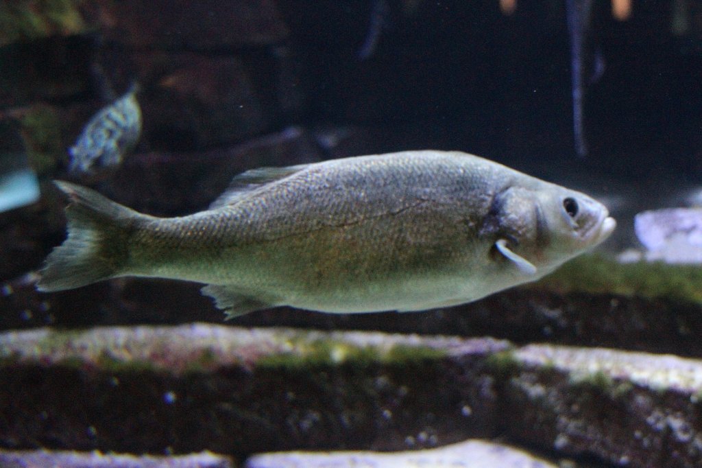 Europischer Wolfsbarsch (Dicentrarchus labrax) am 12.3.2010 im Zooaquarium Berlin. Diese Fische sieht man oft an der Fischtheke.