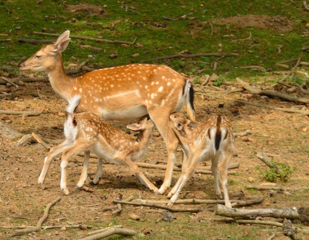 Europisches Dam-Wild, Hirschkuh mit zwei Jungen beim Sugen. In Schwarzach im Wildpark abgelichtet am Freitag den 9.8.2013