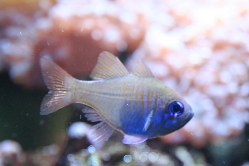 Fadenflossen-Kardinalbarsch (Apogon leptacanthus)  am 12.12.2009 im Aquarium des Berliner Zoos.