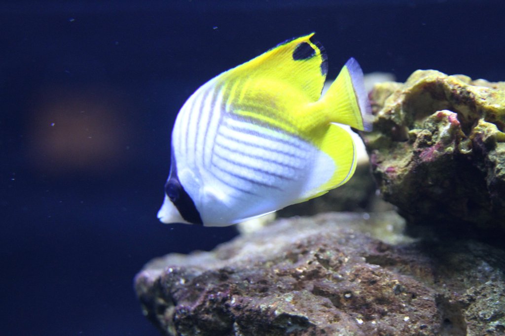 Fhnchen-Falterfisch (Chaetodon auriga) am 23.4.2010 im Meeresaquarium Zella-Mehlis.