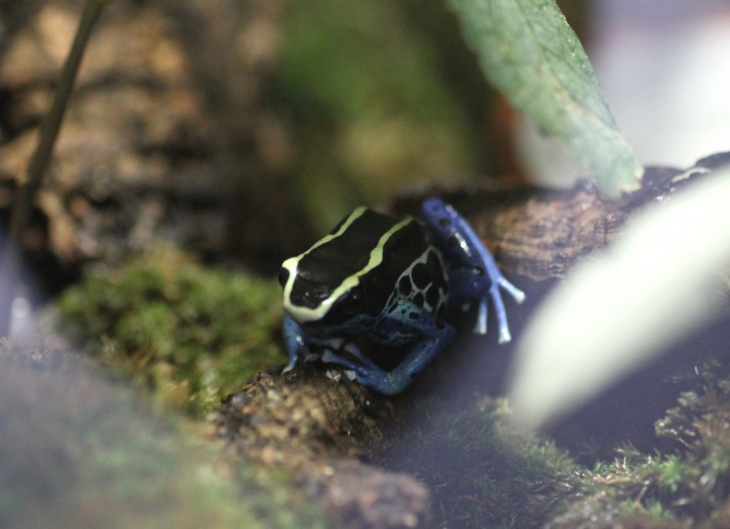 Frberfrosch (Dendrobates tinctorius) am 12.3.2010 im Zooaquarium Berlin.