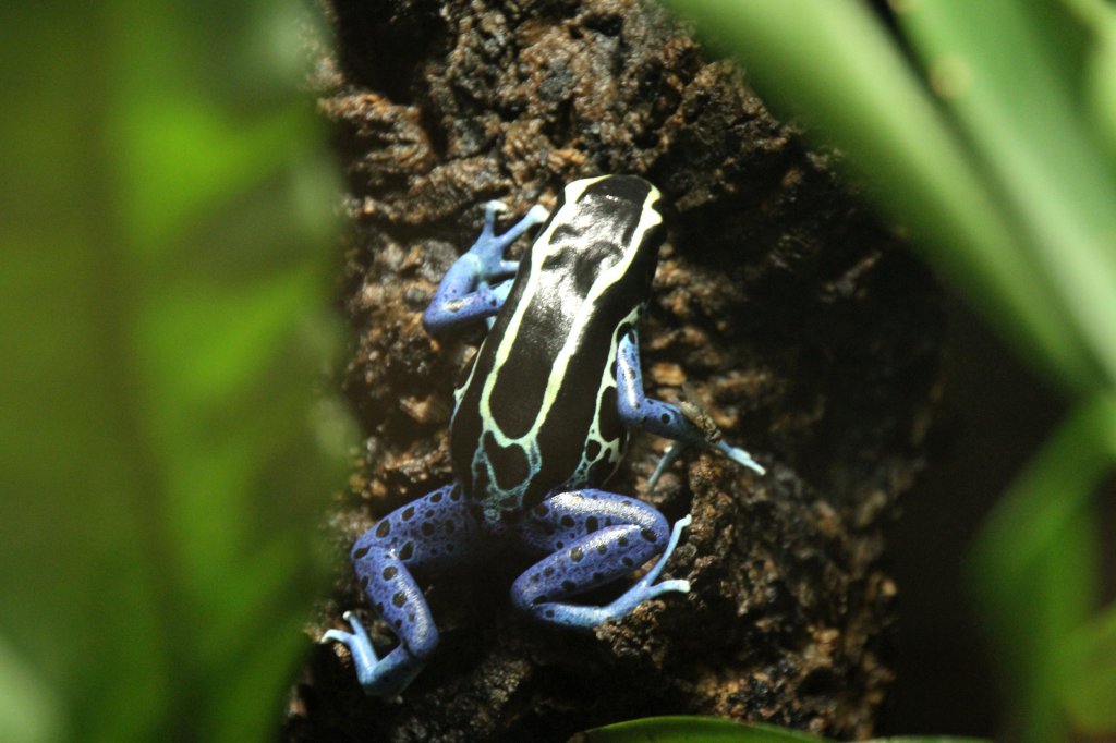 Frberfrosch (Dendrobates tinctorius) am 12.3.2010 im Zooaquarium Berlin.