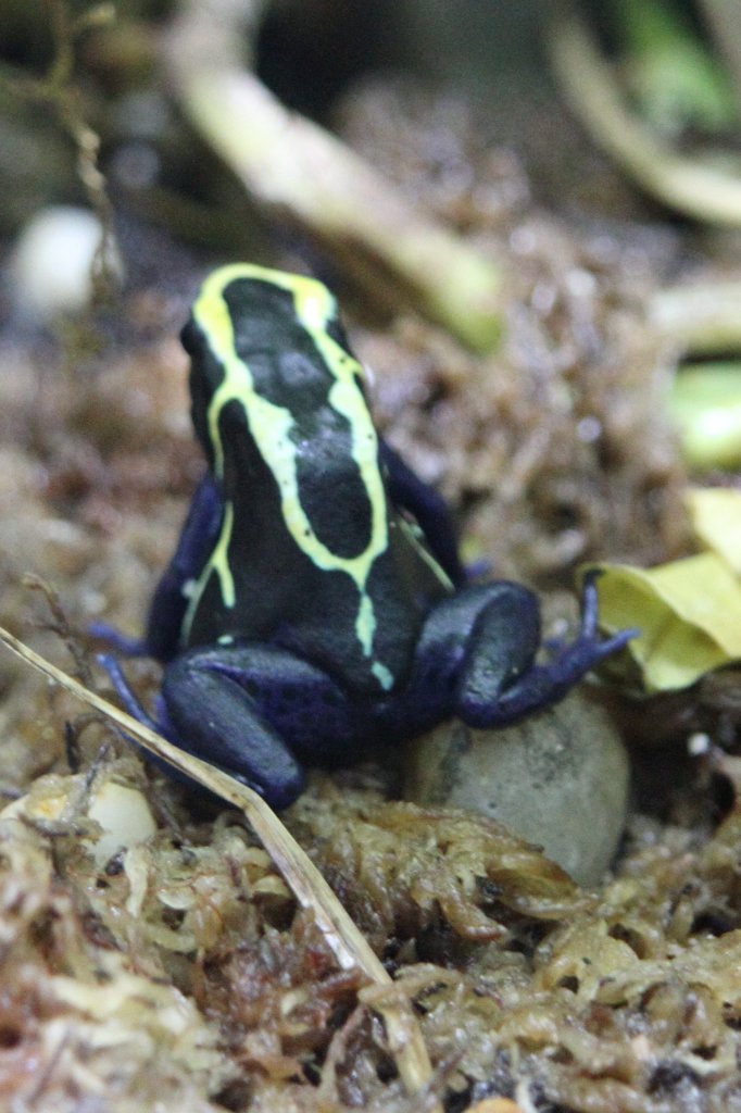 Frberfrosch (Dendrobates tinctorius) am 3.10.2010 im Bird Kingdom in Niagara Falls, Ontario.