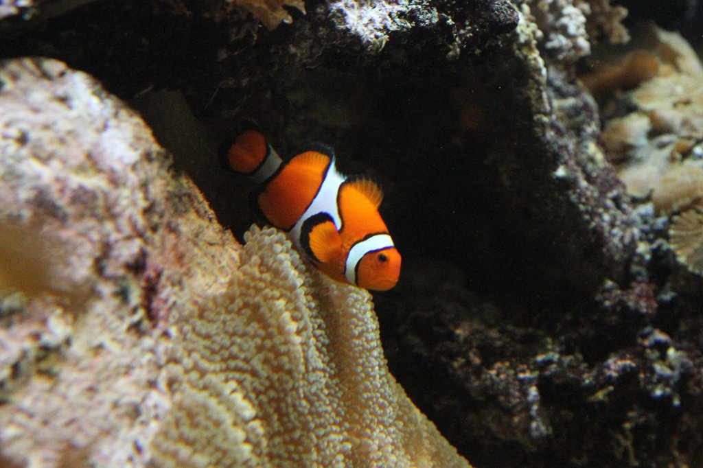 Falscher Clownfisch (Amphiprion ocellaris) am 19.3.2010 im Zooaquarium Basel.