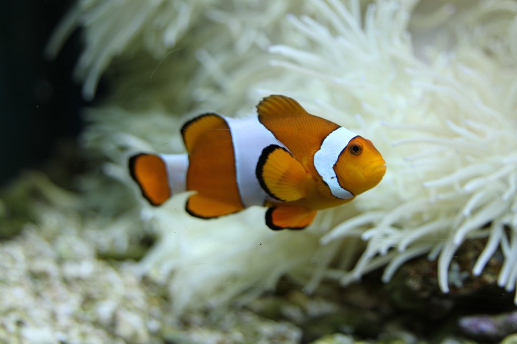 Falscher Clownfisch (Amphiprion ocellaris) am 23.4.2010 im Meeresaquarium Zella-Mehlis. 