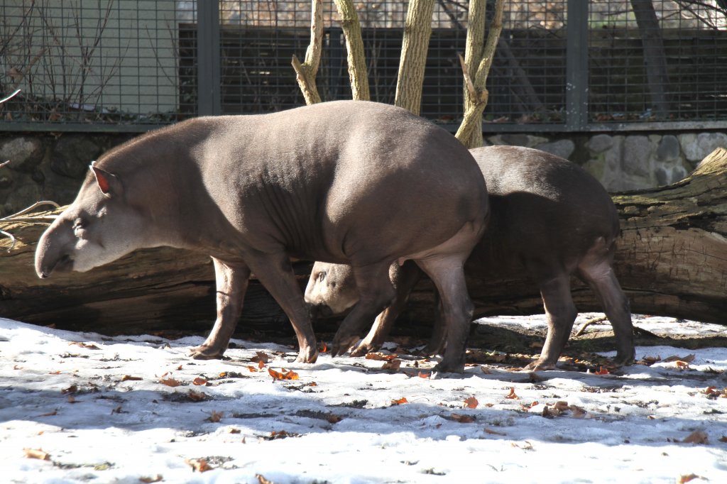 Familie Flachlandtapir (Tapirus terrestris) am 25.2.2010 beim Spaziergang im Zoo Berlin.