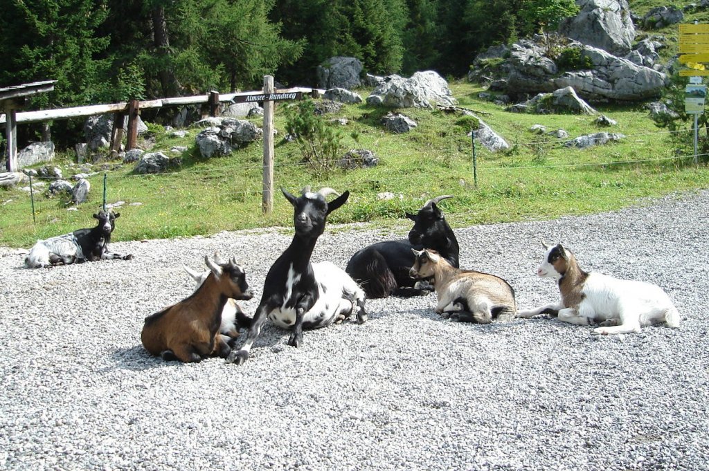 Familie Gai auf der Alm. ( Komm mir ja nicht zu nahe, sonst gibt´s was ).    Oktober 09