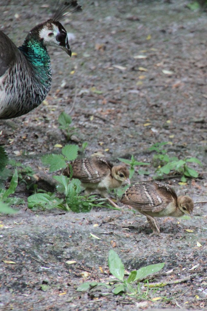 Familie Pfau (Pavo cristatus) bei einem Ausflug. Leintalzoo am 22.6.2010.