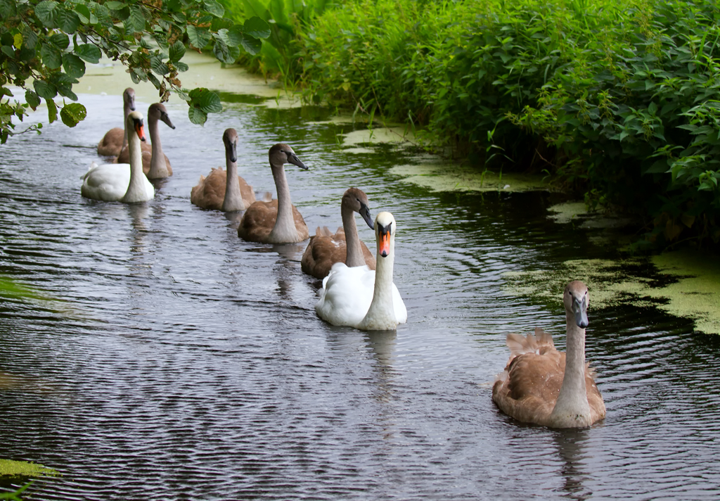 Familie Schwan hat die Seite gewechselt. - 07.09.2012
