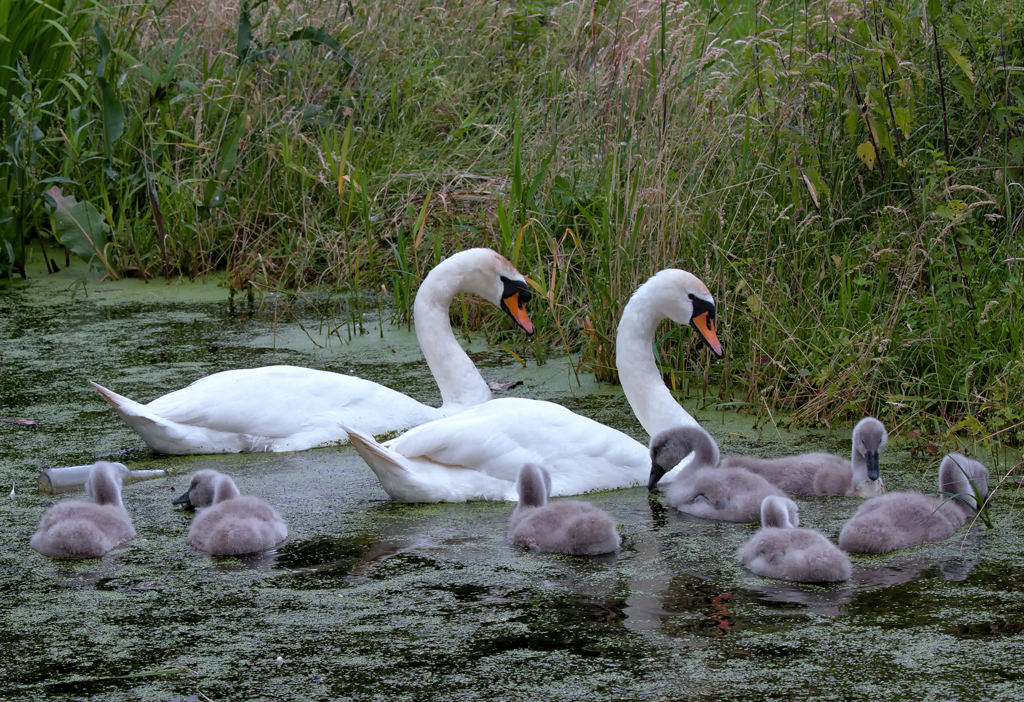 Familie Schwan vom Ueckermnder Strandweg mit diesjhrigem Nachwuchs. - 30.06.2013