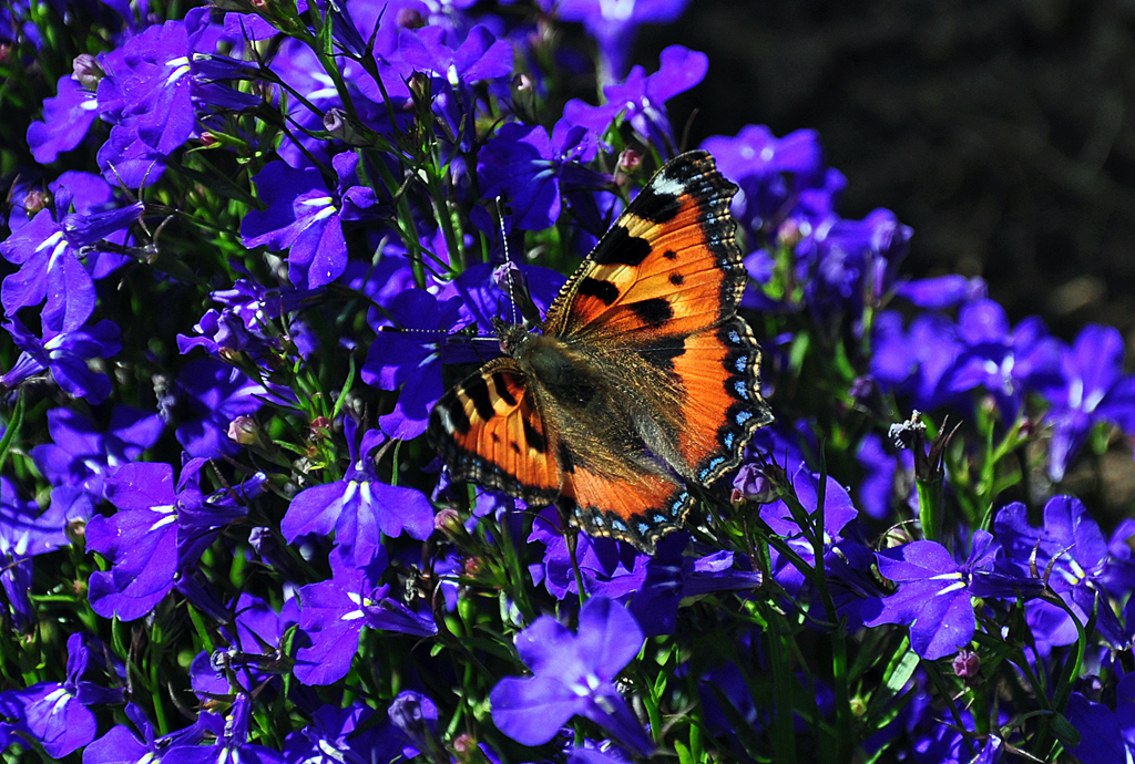  Farbenorgie  - Falter auf blauen Blten - 10.08.2012