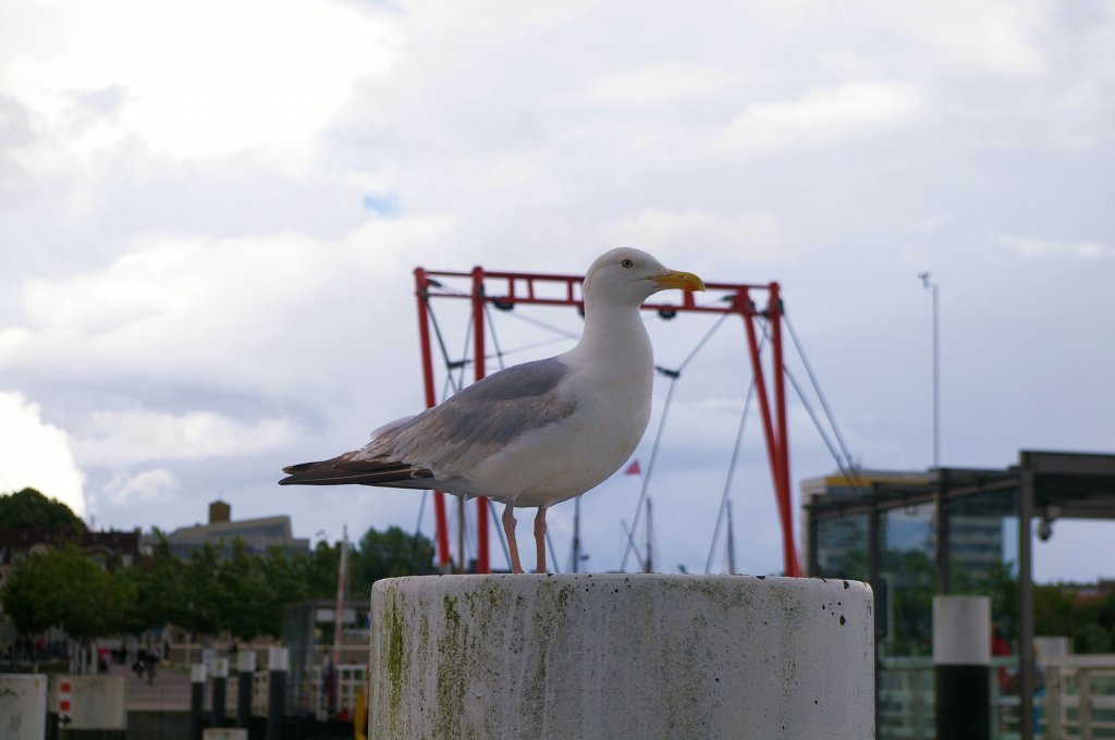 Fast schon handzahm, diese Mwe im Kieler Hafen am 11.7.2012.