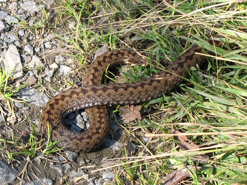 Fast wre ich draufgetreten, so unscheinbar lag sie auf dem Wanderweg, aber wie ich stehenbleibe und die Kamera einstelle, wendet sie und zieht sich zurck - erst spter wurde mir klar, dass es sich um eine Kreuzotter (vipera berus) handelte; 21.09.2007
