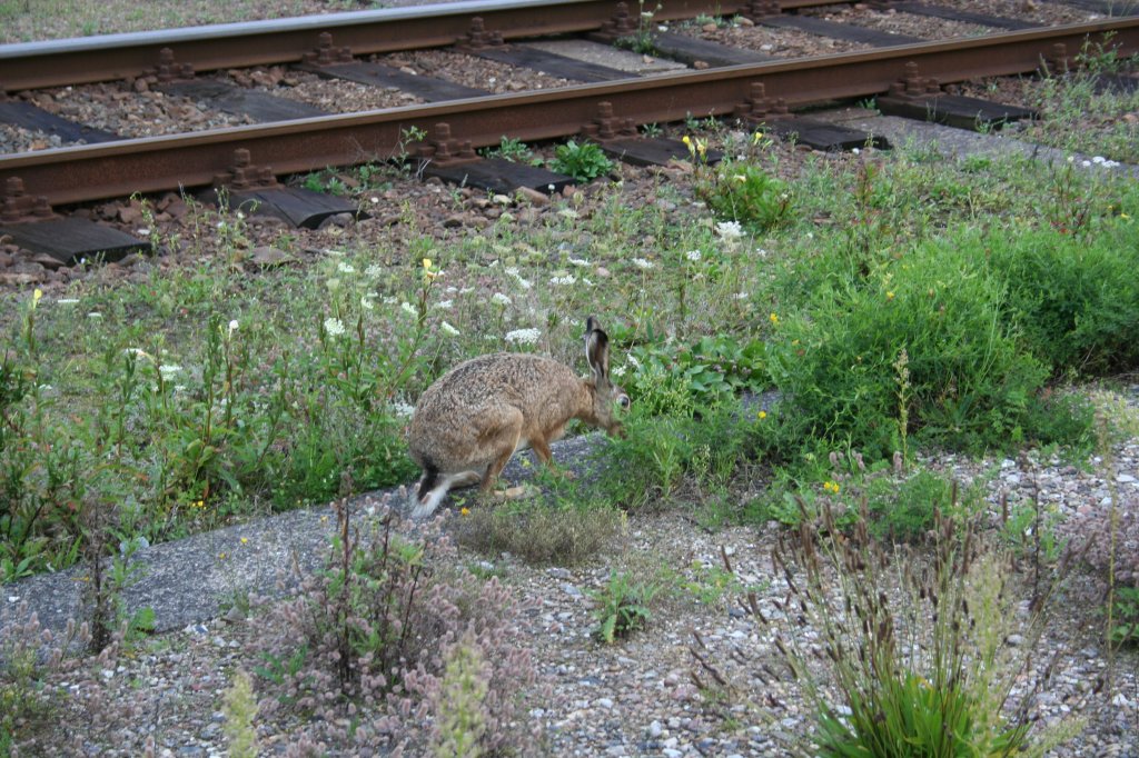 Feldhase an den Bahngleisen. Padborg, 21.8.2008.