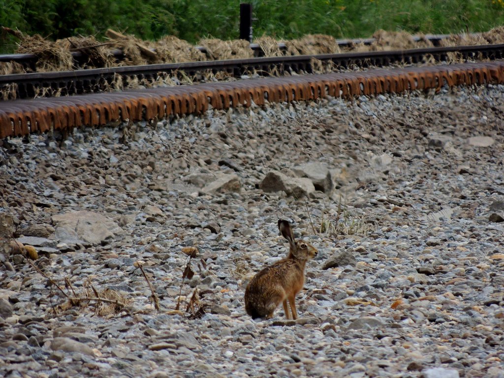 Feldhase entlang des untersplten Gleisbettes auf der Innkreisbahn bei Atzing; 120622