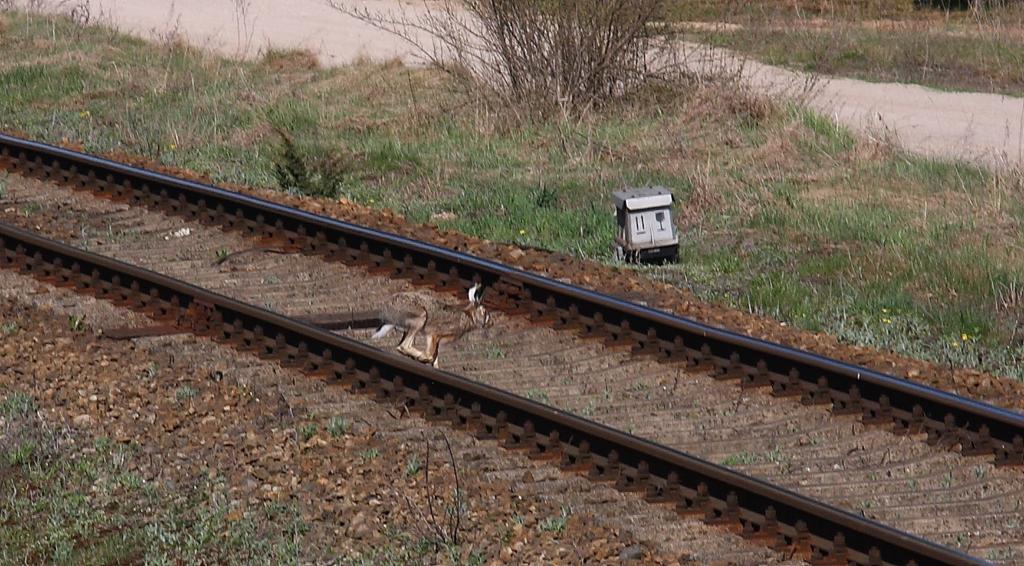 Feldhase im Gleis! - Vorsicht Zugverkehr!

Gesehen in Trakiskiai in Polen am Grenzbahnhof zu Litauen am 28.4.2012.