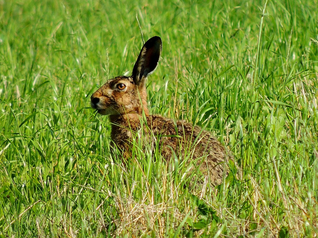 Feldhase (Lepus europaeus)nimmt im hohen Gras in paar Halme zu sich; 120617