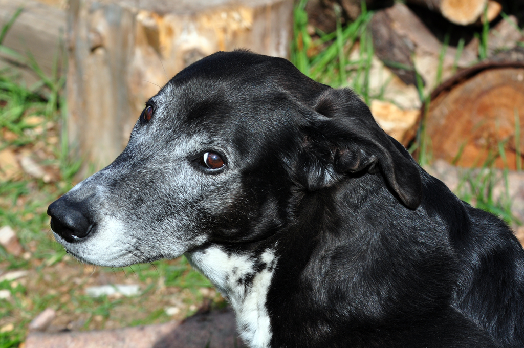 Felix mit treuem  Dackelblick  (obwohls ein spanischer Mischling ist) in Nachbars Garten - 21.04.2012