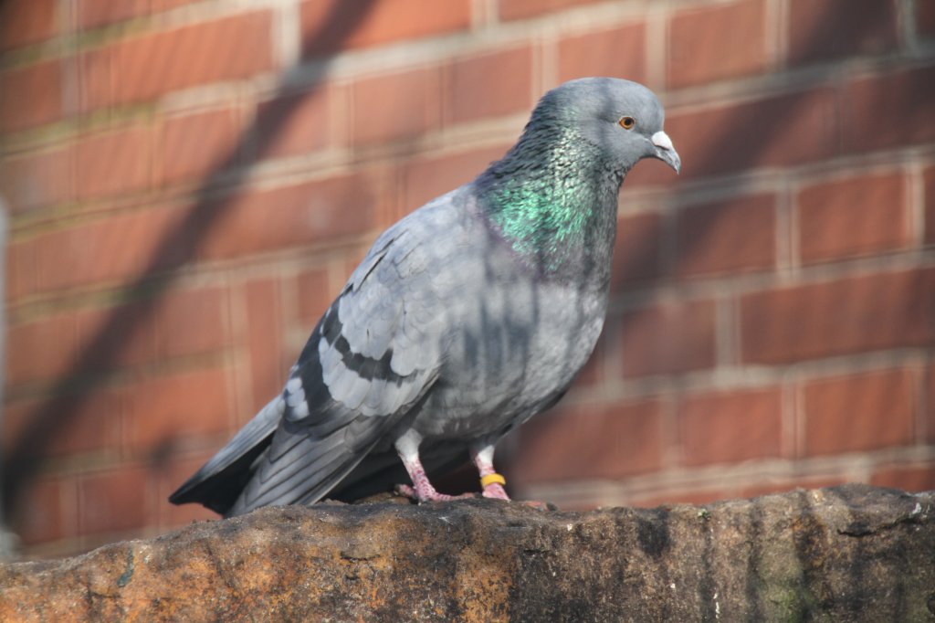 Felsentaube (Columba liviaan) am 25.2.2010 im Zoologischer Garten Berlin. Diese Art ist die Stammform der Haus- und Strassentaube.