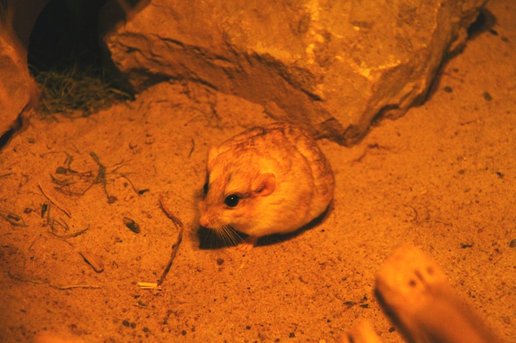 Fettschwanz-Rennmaus (Pachyuromys duprasi) will nicht Rennen. Zoo Berlin am 25.2.2010.

	