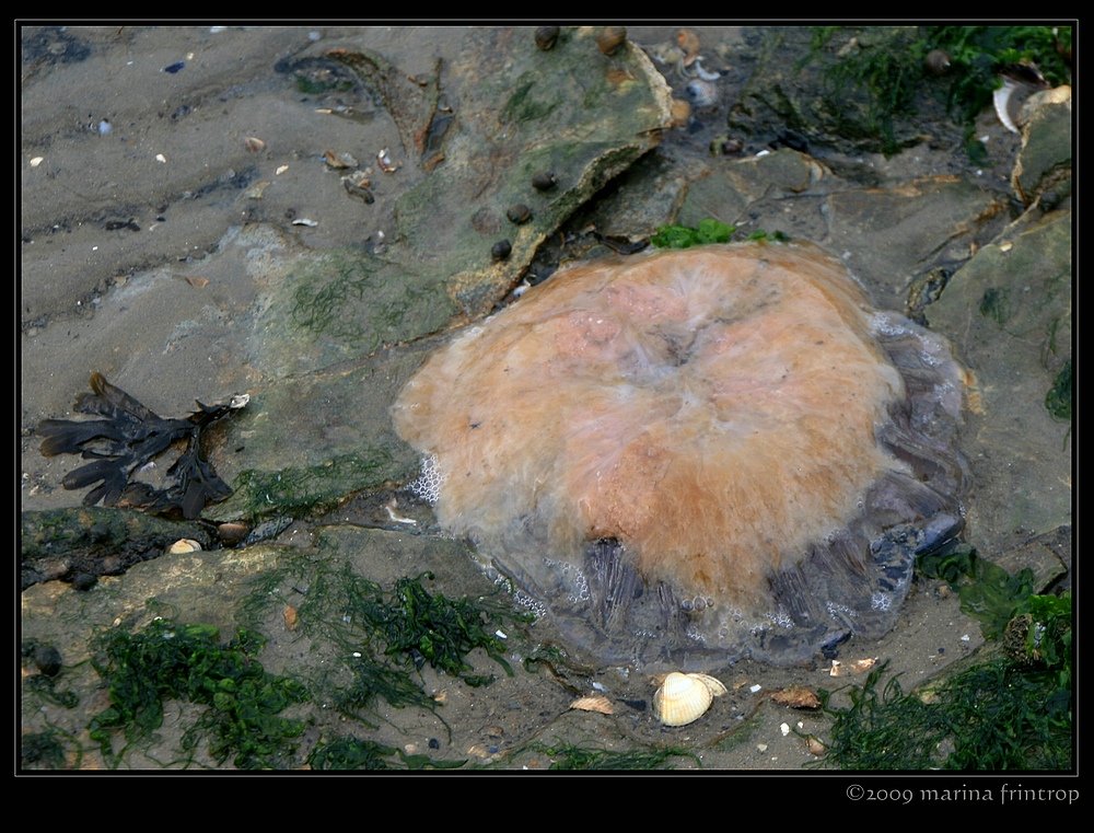 Feuerqualle - Nordsee/Ostfriesland