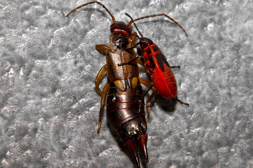 Feuerwanze hat die Schwachstelle im Insektenpanzer gefunden. - Sep. 2012