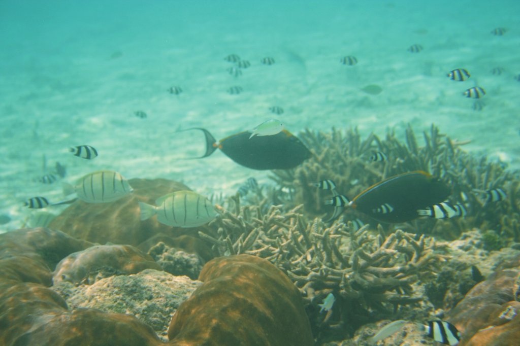 Fischansammlung (Gitter-Doktorfische, Gelbklingen-Doktorfische und Dreibinden-Preuenfischen) um eine Koralle am Strand. Ari Atoll, Malediven.