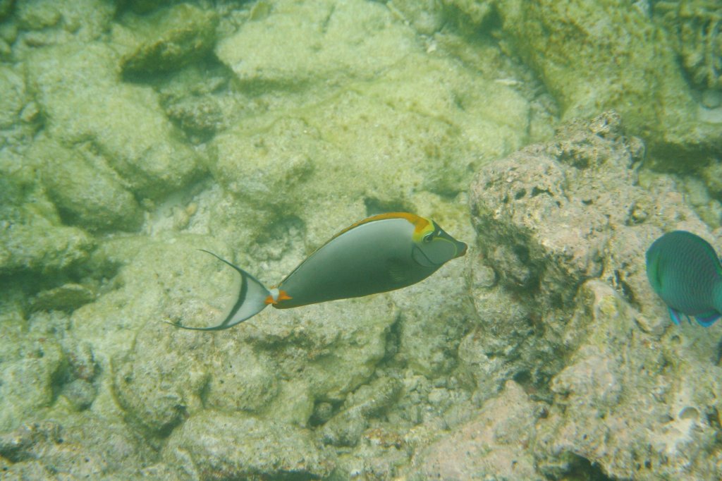 Fischansammlung (Gitter-Doktorfische, Gelbklingen-Doktorfische und Dreibinden-Preuenfischen) um eine Koralle am Strand. Ari Atoll, Malediven.