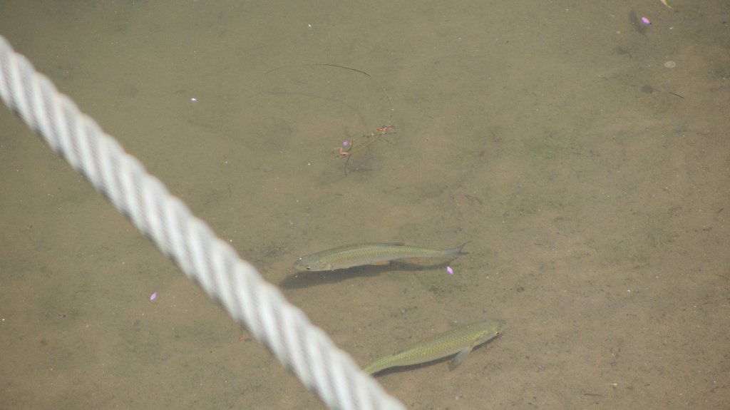 Fische in der Mosel in Trier.(5.8.2012)